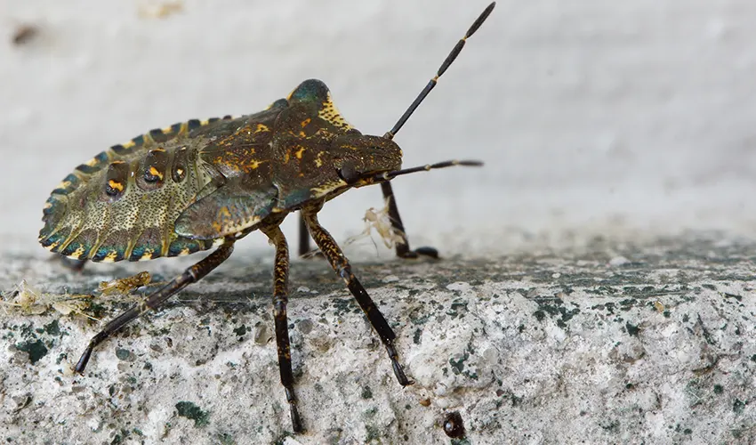 Eliminar chinches en Premià de Mar