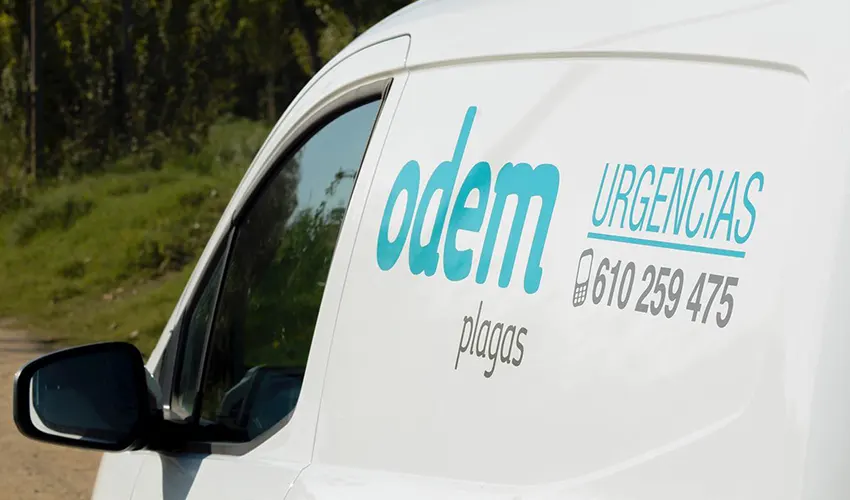 Matar Chinches en Lliçà de Vall