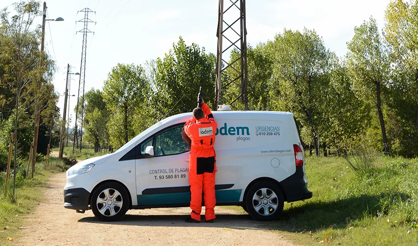 Matar Chinches en Pineda de Mar